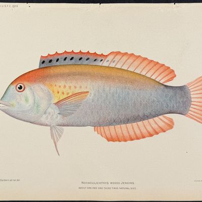 Sale Photo Thumbnail #26: Bien, Hawaii - Paopao or Ulua Pauu or Golden Trevally [Caranx Speciosus]