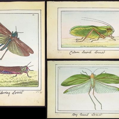 Sale Photo Thumbnail #93: Nodder, Watercolor - 5 Locust Engravings