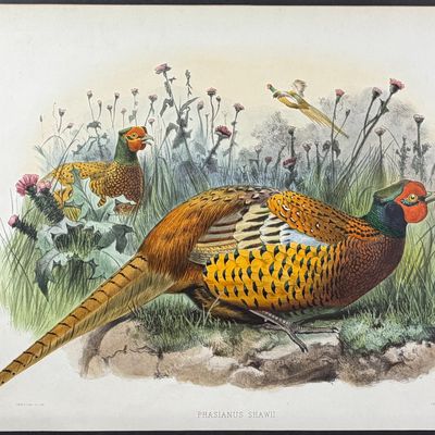 Sale Photo Thumbnail #100: Elliot - Common or Shaw's Pheasant [Phasianus Shawii]