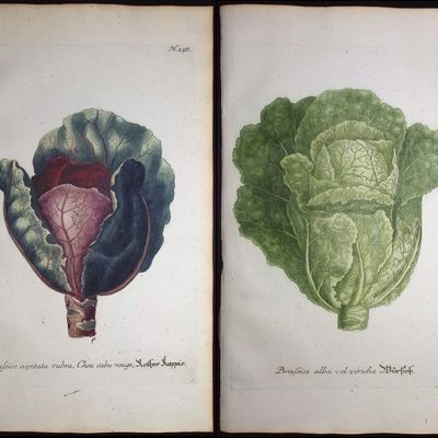 Sale Photo Thumbnail #88: Weinmann - 5 Cabbage Engravings