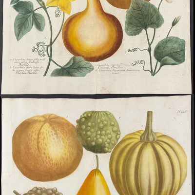 Sale Photo Thumbnail #89: Weinmann - 5 Gourd Engravings