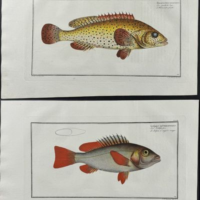 Sale Photo Thumbnail #90: Bloch, Folio - 9 Fish Engravings: Holocentre, Lutian, Gold-Eye, Red-Fin, Sea-Boar