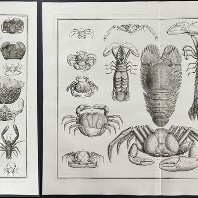 Sale Photo Thumbnail #104: Seba - 3 Crab & Lobster Engravings