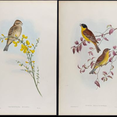 Sale Photo Thumbnail #97: Gould - 6 Bunting Lithographs