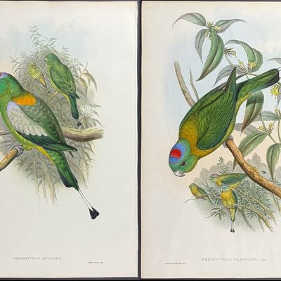 Sale Photo Thumbnail #99: Gould, Asia - Pair of Racket-tailed Parrot Lithographs