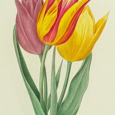 Sale Photo Thumbnail #118: Redoute, Choix - Tulip [Tulipa gesneriana]