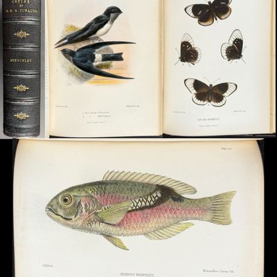 Sale Photo Thumbnail #13: Brenchley's South Sea Islands in 1865 - Volume with 60 Lithographs
