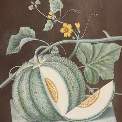 Sale Photo Thumbnail #120: Brookshaw, Folio - White Candia Melon. 71