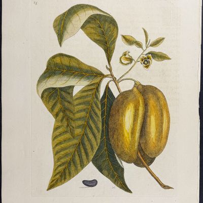Sale Photo Thumbnail #106: Catesby, Folio - Anona (Pawpaw). 2-85