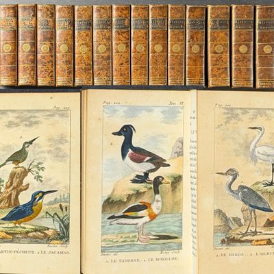 Sale Photo Thumbnail #102: Buffon's Histoire Naturelle (Birds) - 16 Volumes with 123 Originally Hand Colored Engravings