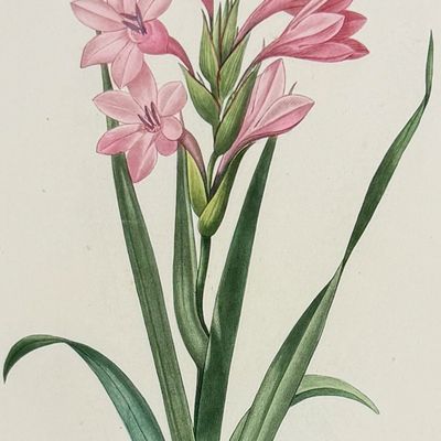 Sale Photo Thumbnail #115: Redoute, Choix - Gladiolus [Gladiolus laccatus]