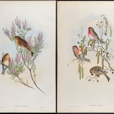 Sale Photo Thumbnail #98: Gould - 4 Bird Lithographs: Siskin, Linnet, Redpole