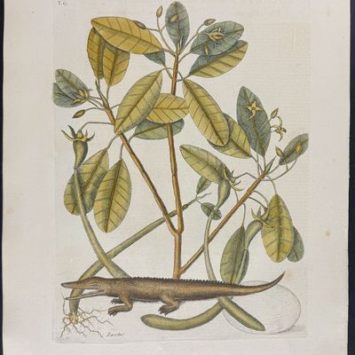 Sale Photo Thumbnail #108: Catesby, Folio - Alligator with Mangrove Tree. 2-63