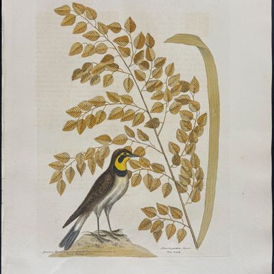 Sale Photo Thumbnail #107: Catesby, Folio - Lark with Seaside Oat. 1-32