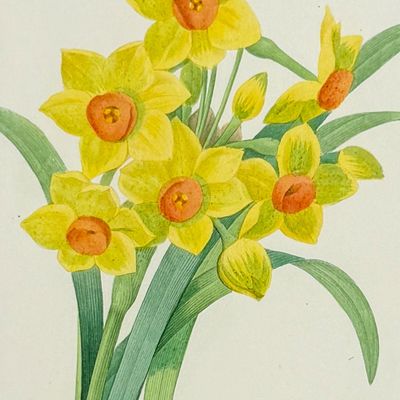 Sale Photo Thumbnail #117: Redoute, Choix - Bunch-Flowered Daffodil [Narcissus tazetta]
