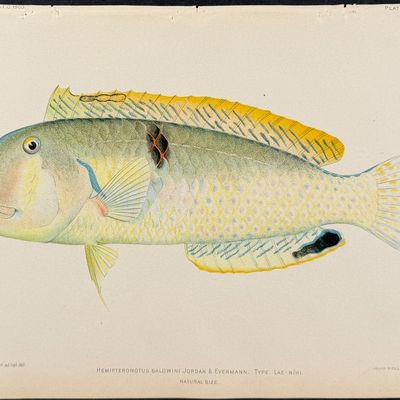 Sale Photo Thumbnail #25: Bien, Hawaii - Wood's Wrasse [Novaculichthys Woodi]