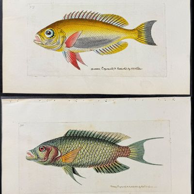 Sale Photo Thumbnail #91: Shaw & Nodder - 6 Fish Engravings