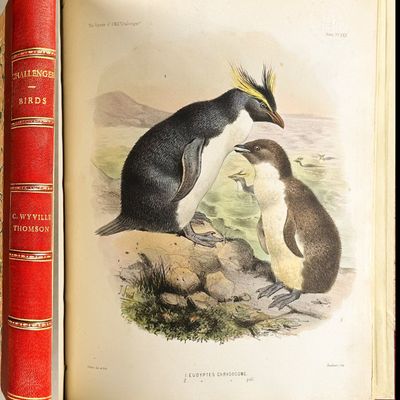 Sale Photo Thumbnail #14: Thomson's The Voyage of the HMS Challenger - Volume with 30 Originally Hand-Colored Lithographs
