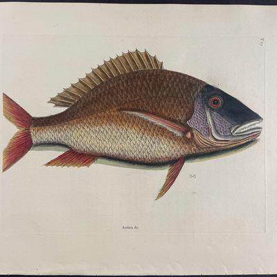 Sale Photo Thumbnail #110: Catesby, Folio - Mutton Fish. 2-25