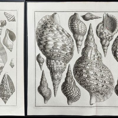 Sale Photo Thumbnail #103: Seba - 3 Shell Engravings