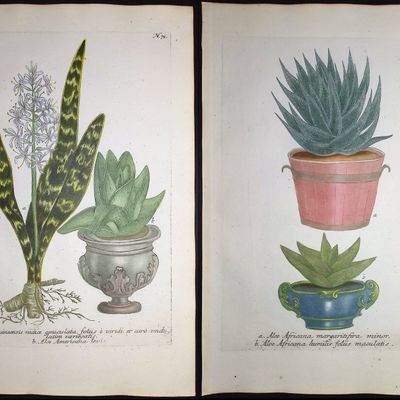 Sale Photo Thumbnail #87: Weinmann - 4 Aloe Engravings