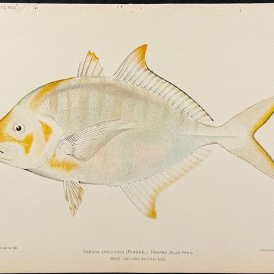 Sale Photo Thumbnail #23: Bien, Hawaii - Ku-Pou-Pou or Cigar Wrasse [Cheilio Inermis]
