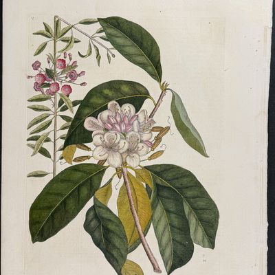 Sale Photo Thumbnail #105: Catesby, Folio - Great Laurel & Narrow Leaved Laurel. Sup-17