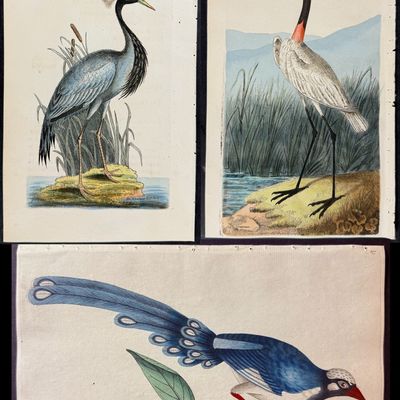 Sale Photo Thumbnail #92: Shaw & Nodder - 6 Bird Engravings