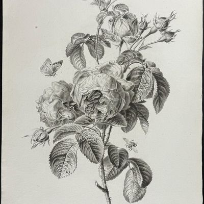 Sale Photo Thumbnail #113: Spaendonck - Rose