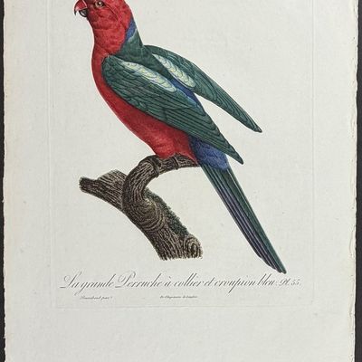 Sale Photo Thumbnail #101: Barraband, Folio - Australian King Parrot. 55