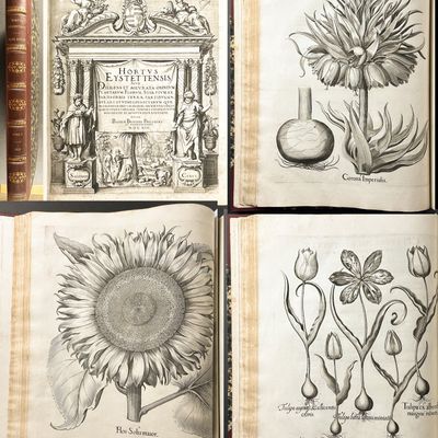 Sale Photo Thumbnail #122: Besler's Hortus Eystettensis - First Edition - Two Volumes with 366 Botanical Engravings