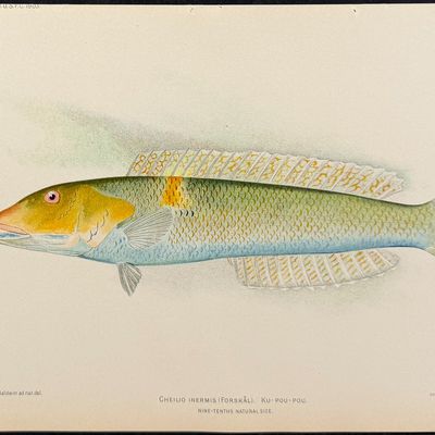 Sale Photo Thumbnail #24: Bien, Hawaii - Lae-Nihi or Baldwin's Razorfish [Hemipteronotus Baldwini]