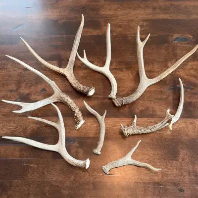 Antlers