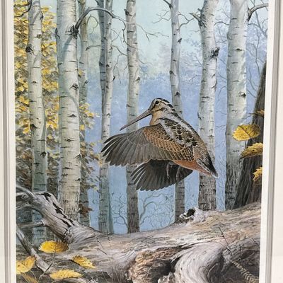 Ned Smith Framed Limited Edition Print Windfall Woodcock 157/600 Signed