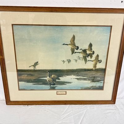 Framed Vintage Wildlife Print Geese Coming In by James Sessions
