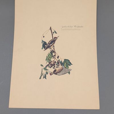 After John James Audubon Vintage Art Print, Yellow Bellied Woodpecker