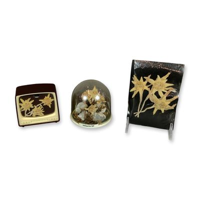 3pc Mid-Century Alpine Souvenir Displays with Dried Edelweiss Flowers