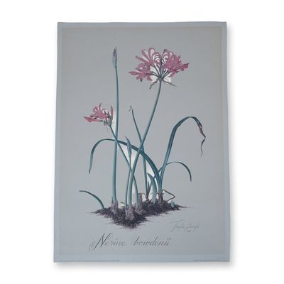 Sale Photo Thumbnail #329: Thalia Lincoln Botanical Print, Nerine Bowdenii