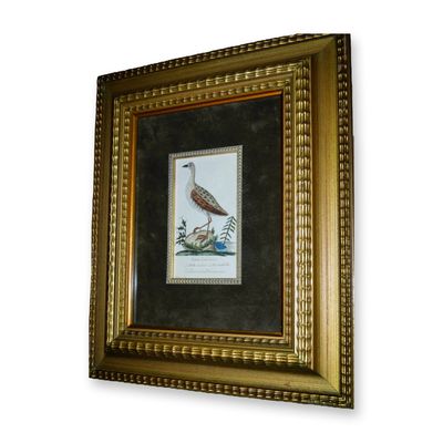 Sale Photo Thumbnail #336: D. Bauch Rallus Crex Linn, Water Bird Crane, Original Watercolor, Custom Frame, Circa 1803