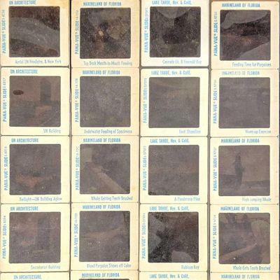 Four Vintage Pana Vue Travel Slides Marineland UN