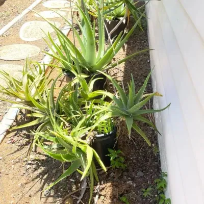 FTH375 - Three Potted Succulents ( Pot / Pots / Garden )