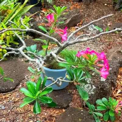 FTH329 - Bonsai 100 Year Old Desert Rose Plant ( Plants / Pot )