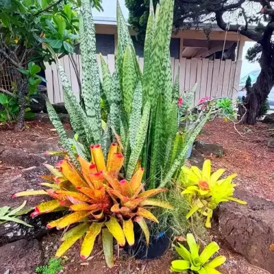 FTH338 - Very Large Potted Plant Ecosystem ( Plants / Garden)