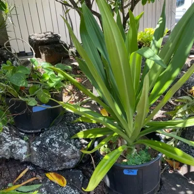 FTH374 - Two Large Potted Plants ( Pot / Pots / Garden )