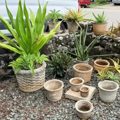 FTH323 - Outdoor Large Potted Plant Bundle ( Plant / Pot )
