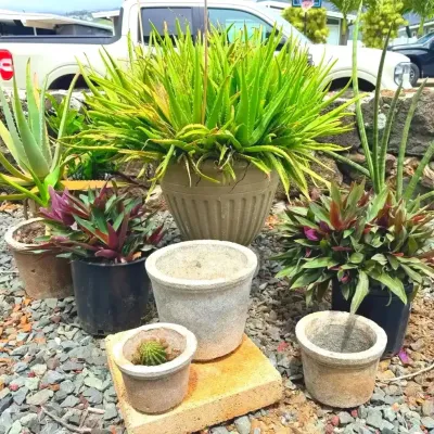FTH325 - Bundle of Concrete Pot Potted Plants ( Plant / Pot )