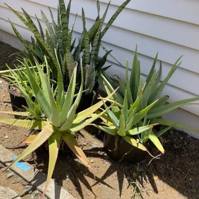 FTH376 - 5 Large Potted Succulents ( Pot / Pots / Garden )