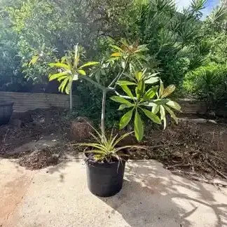 FTH390 - Large Plumeria + Pineapple Combo Bundle ( Plants / Pot / Garden )