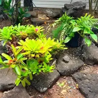 FTH328 - Pair of Large Potted Plants Bundle ( Plant / Pot )
