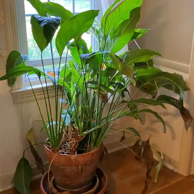 Large Indoor Plant with Terracotta Planter 